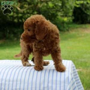 Indigo, Mini Goldendoodle Puppy